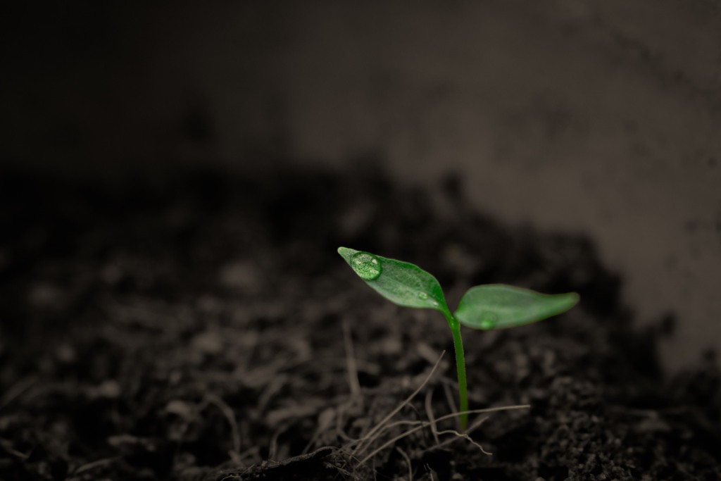 planta nascendo e recebendo chuva