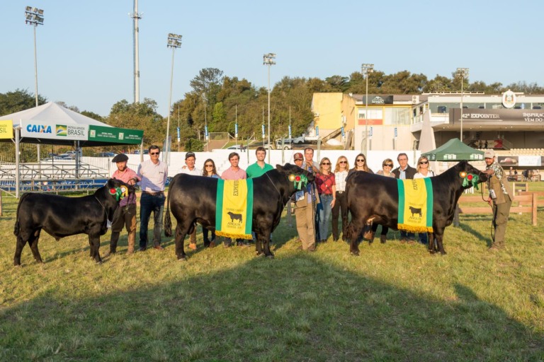 campeÃµes angus, bovinos de corte