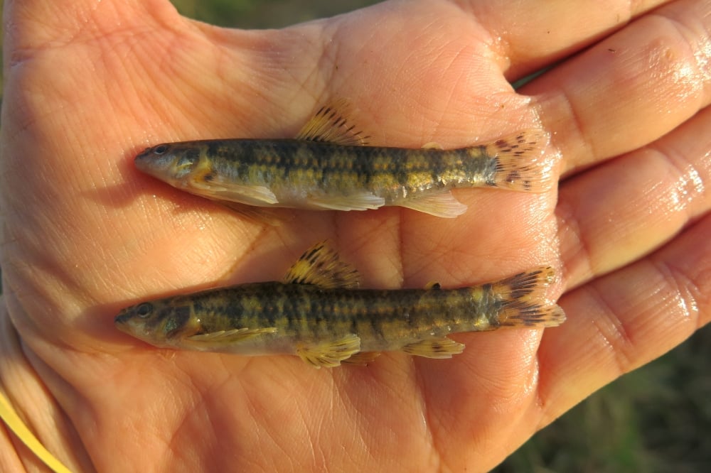 Estudo identifica possíveis novas espécies em grupo de peixes endêmico da região Neotropical