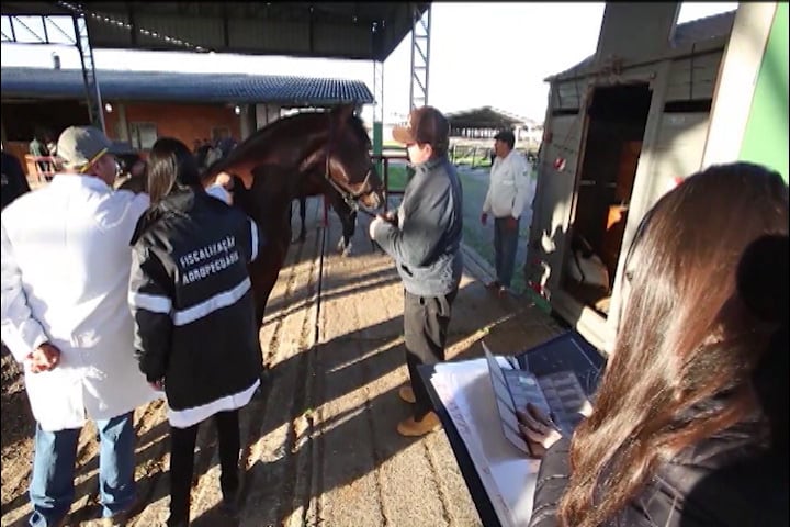 RS: primeiros animais começam a chegar à Expointer