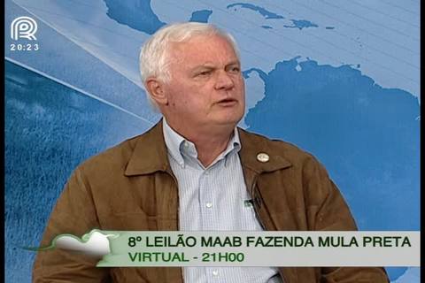 Conheça o canchim, usado para cobrir vacada nelore