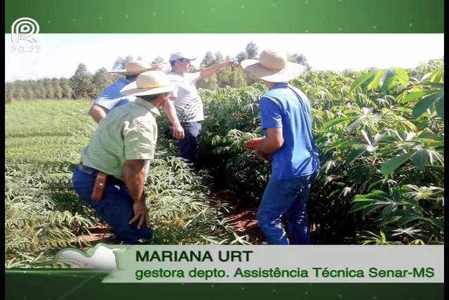 Mandioca alimenta vaca leiteira e repele carrapato