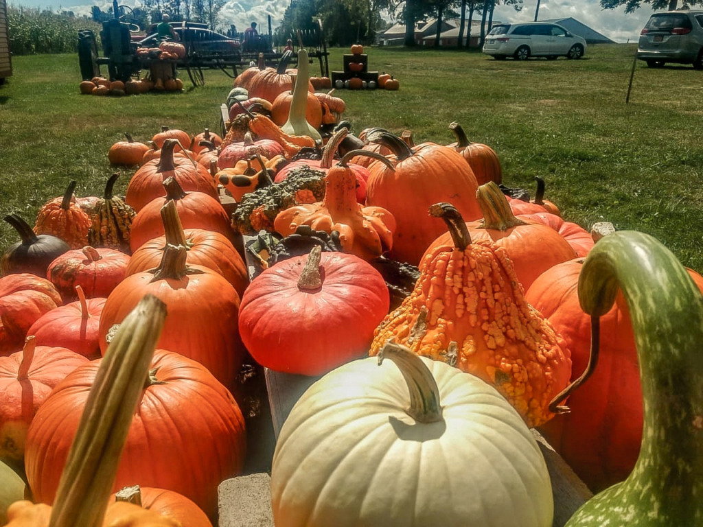 halloween, labirinto, milho, dia das bruxas