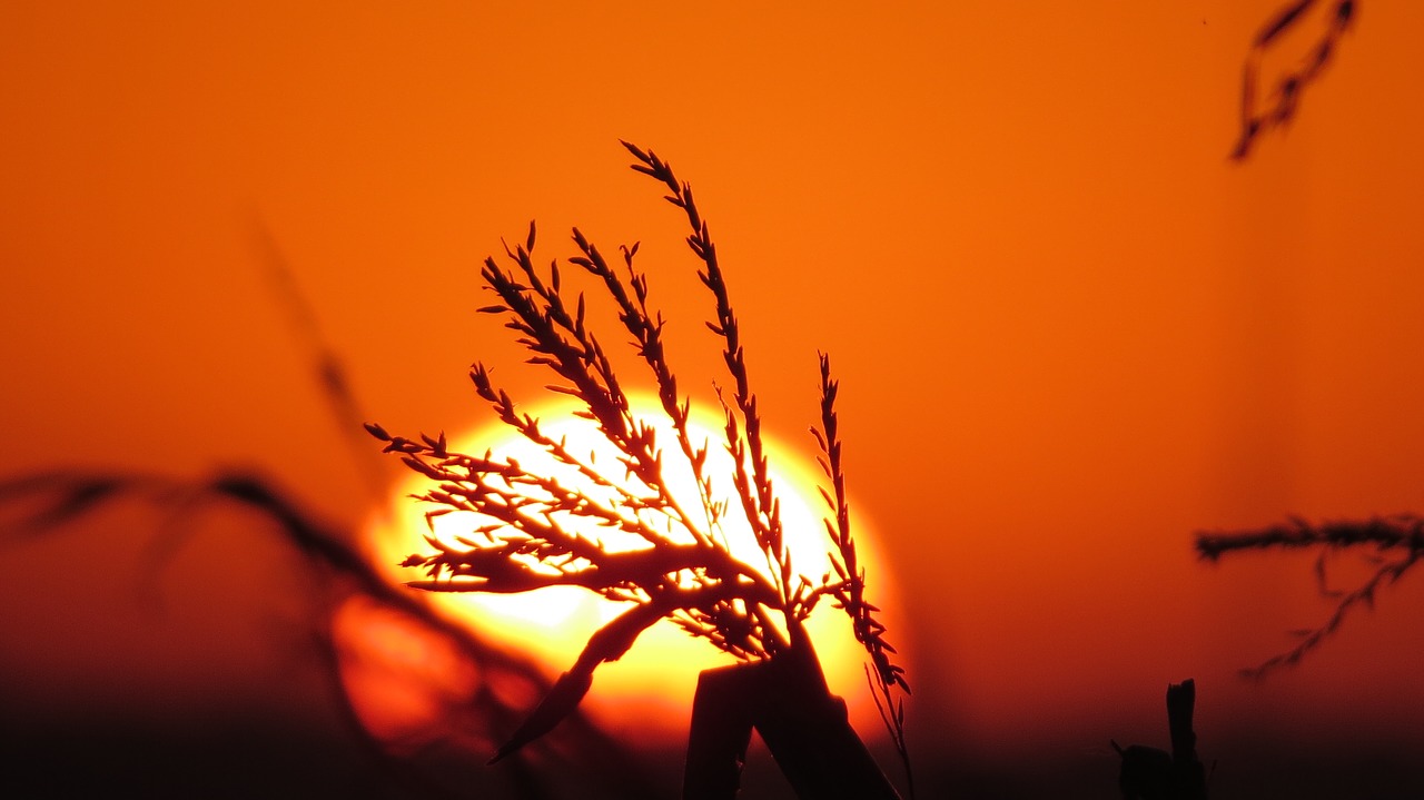 milho, por do sol, tempo, clima