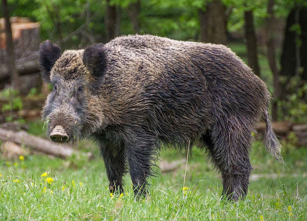 javali peste suína africana