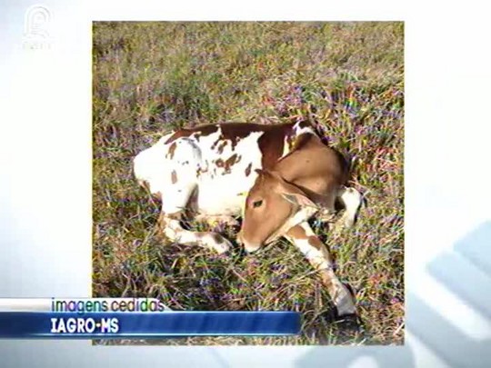 Número de bois mortos por hipotermia em Mato Grosso do Sul pode superar mil