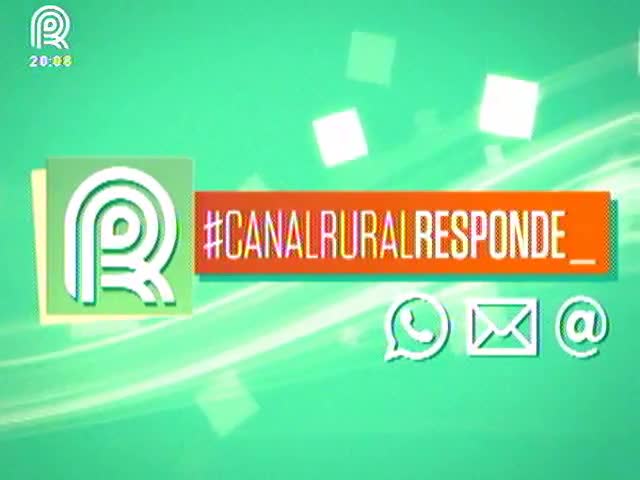 Canal Rural Responde dúvidas sobre avicultura