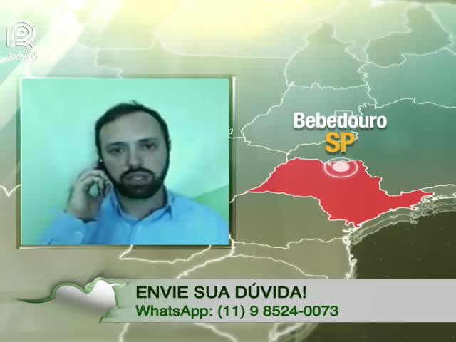 Boi gordo: mercado deve continuar em alta?