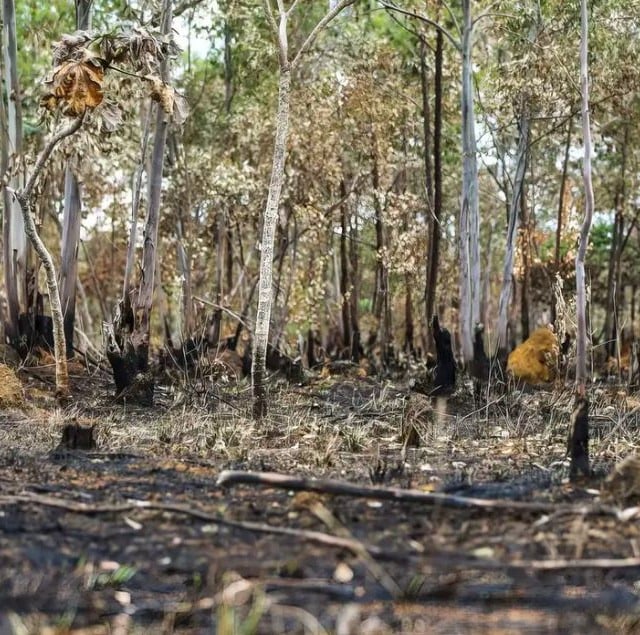 incêndio em APA no DF