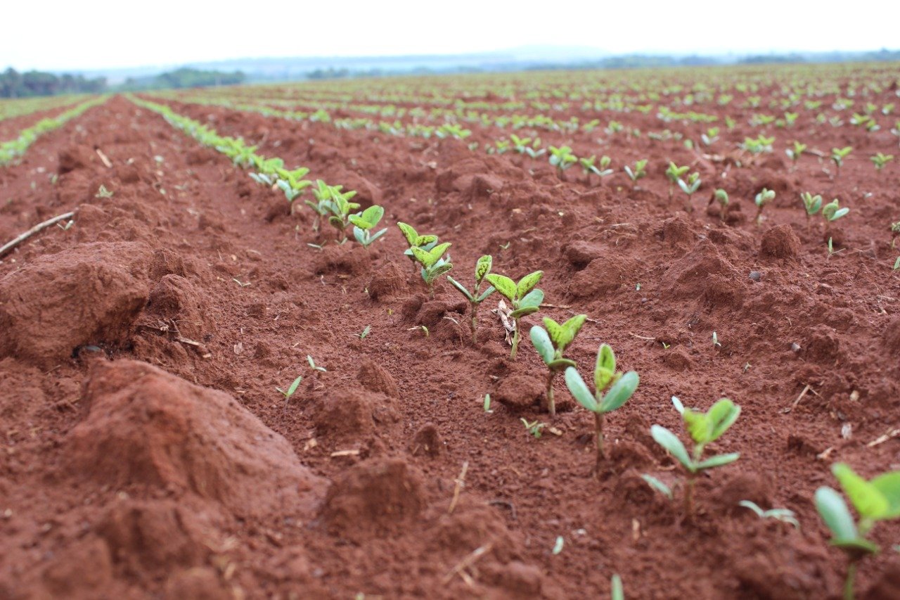 soja plantio perfeito