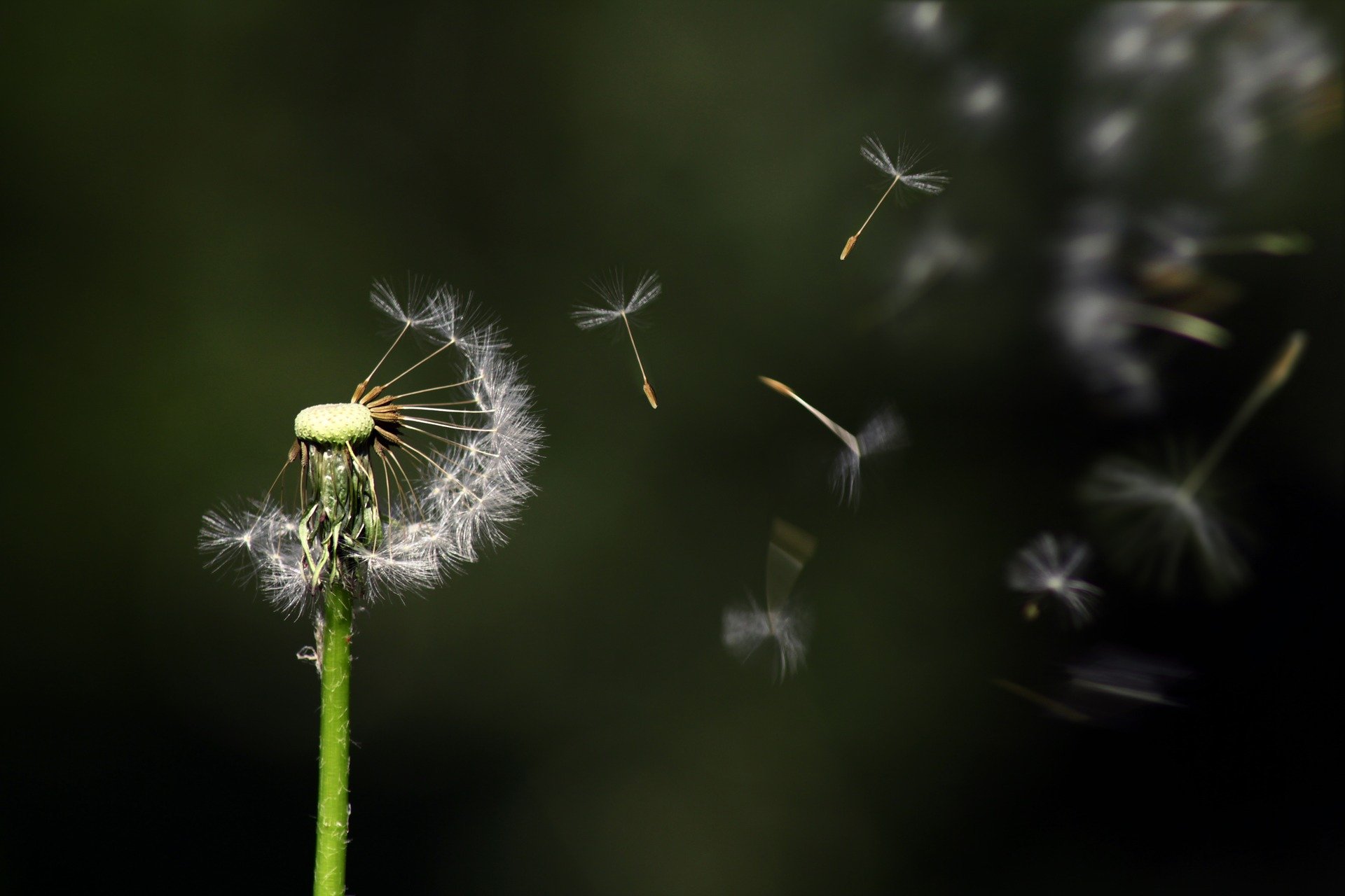 Flor vento