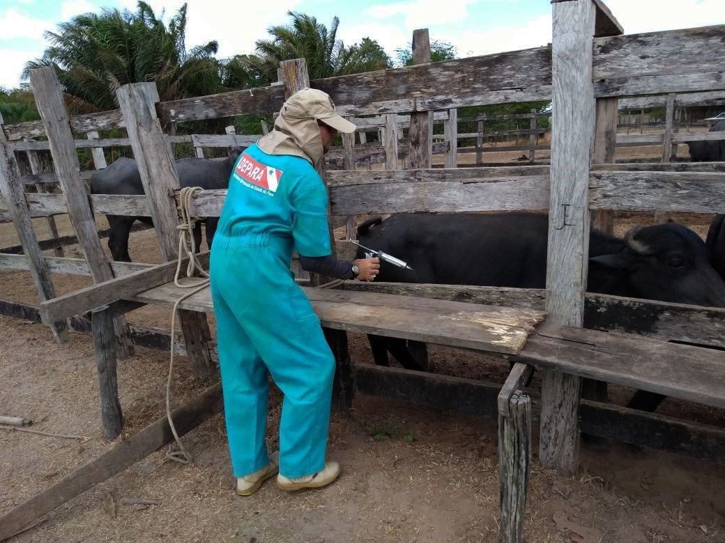 Vacinação contra febre aftosa