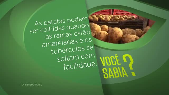 Purê de batata simples