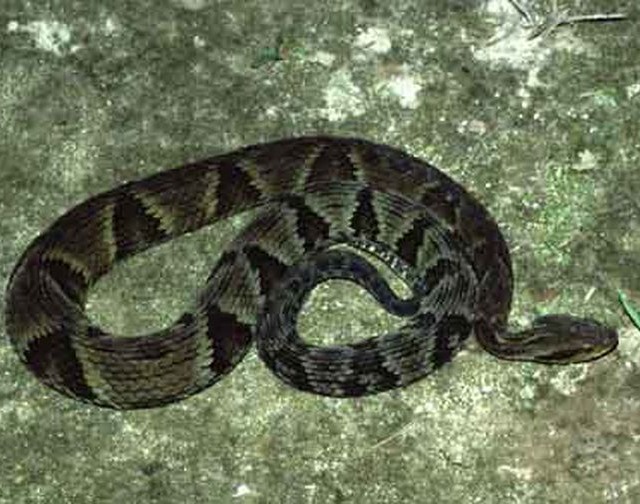 jararaca cobra