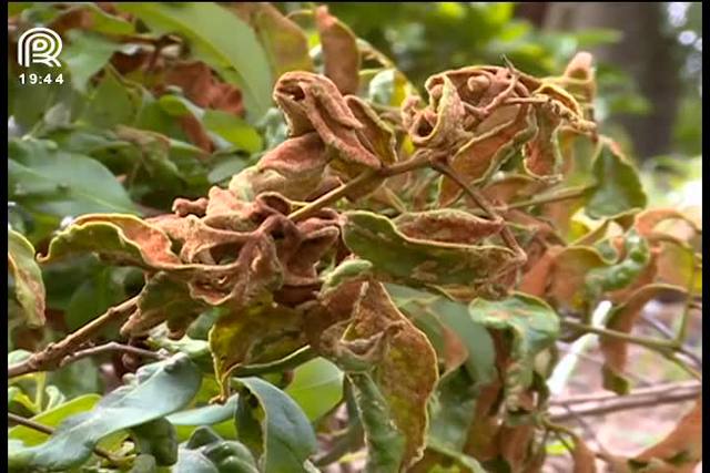 Lichia: o que fazer quando o pé não dá frutos?