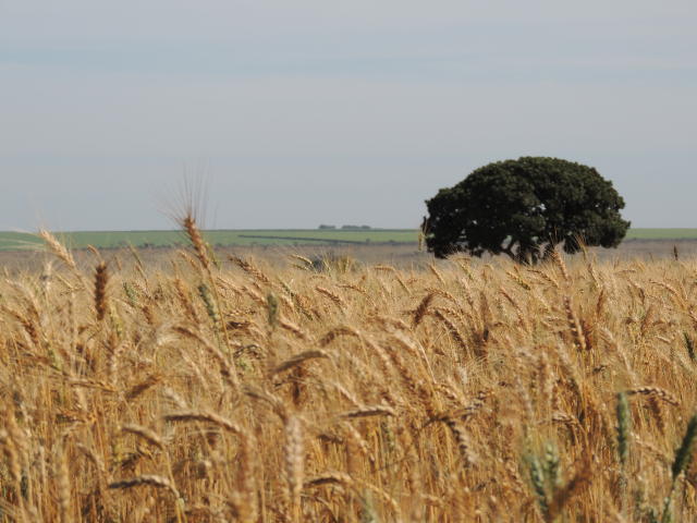 trigo, cereal, clima