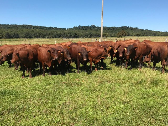 Foto: Giongo Senepol/divulgação