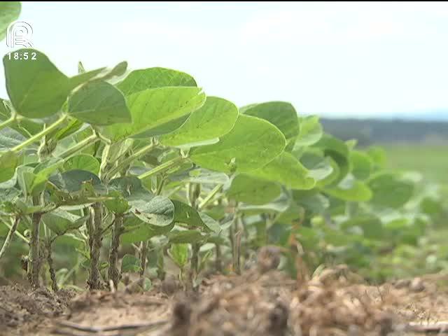 RS conta com o clima para ter safra de soja farta