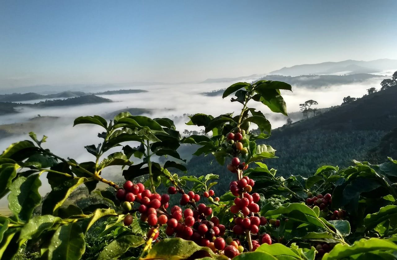 lavoura de cafés especiais