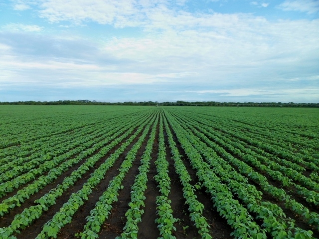 Consultoria eleva estimativa de produção 2025/26 de soja do Brasil para 178,11 milhões de t