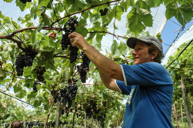 Producao de uvas