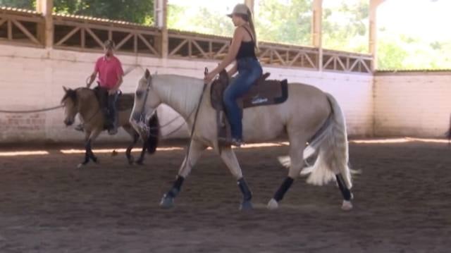 A força do cavalo crioulo nas provas de rédeas