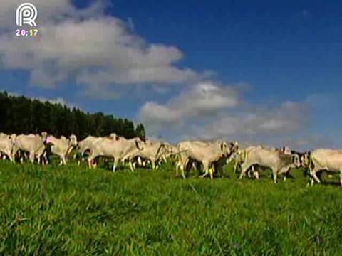 Óleos essenciais podem substituir antibióticos