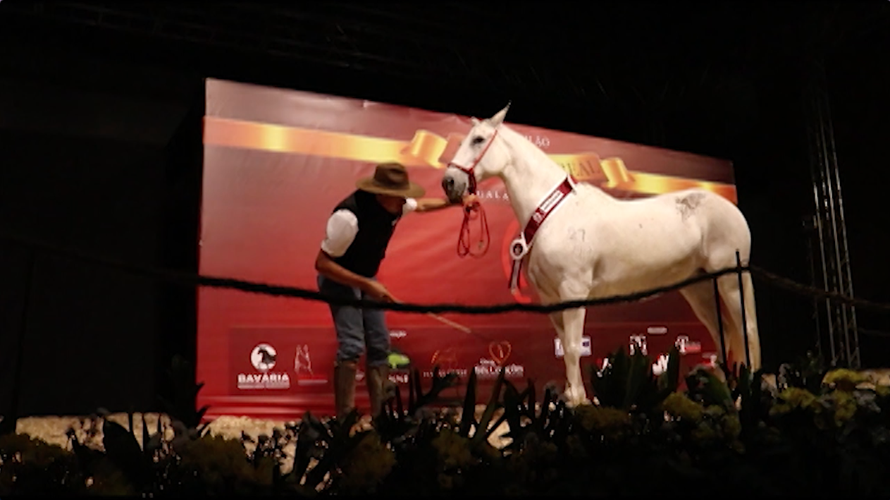 Leilões ofertam cavalos e embriões na Nacional do Mangalarga Marchador