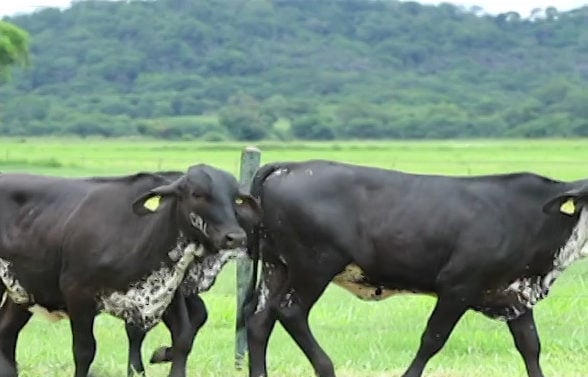 Gir leiteiro: 134 lotes da raça serão oferecidos em remate de alto padrão