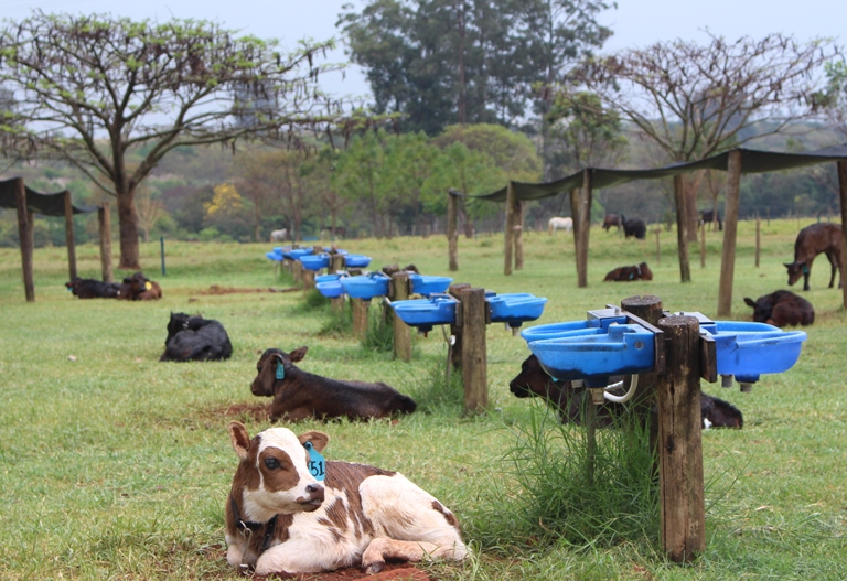 Os bezerros ficam separados no piquete para evitar o contato direto entre os animais, o que facilita a transmissão de doenças