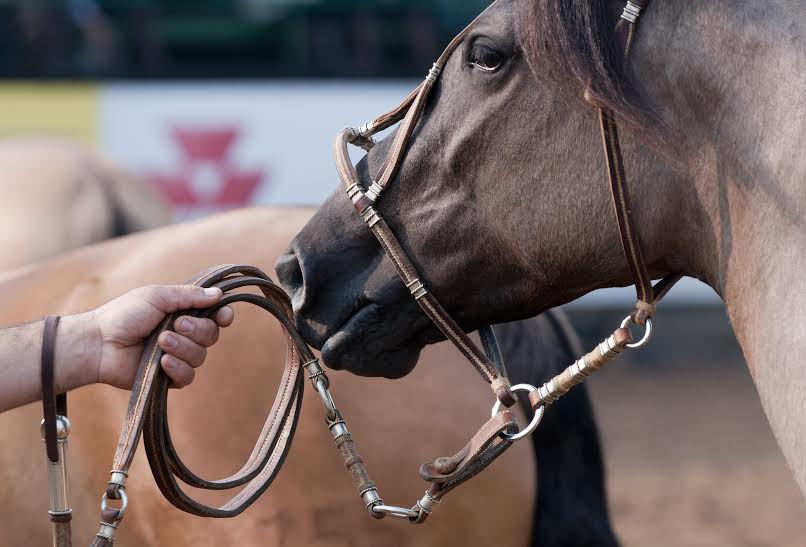 freio de ouro, cavalo crioulo