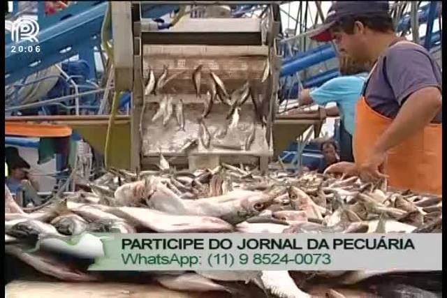 Fraude em pescados: saiba comprar o peixe certo