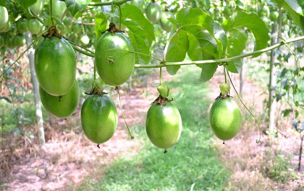 Líder nacional, Bahia se destaca com produção de maracujá