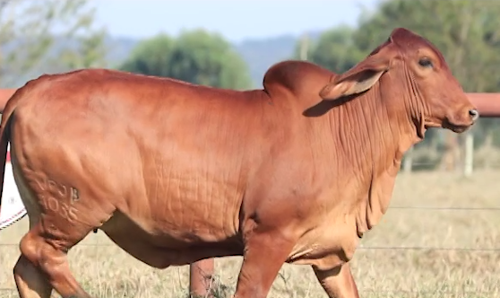 Leilão, Boi, Brahman vermelho mocho