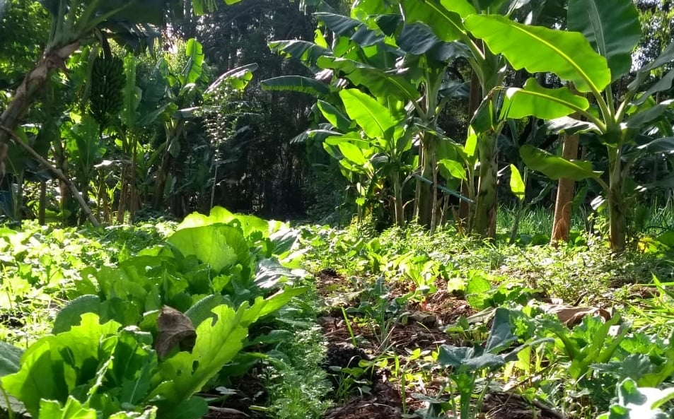 sistema agroflorestal - câmara