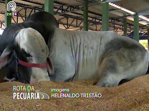 Projeto acompanha a 1ª edição da Expopec, em Goiás