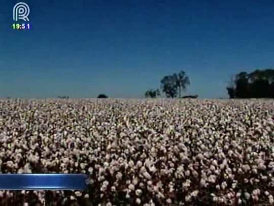 Semente de algodão com tecnologia Fibermax está pronta para ser comercializada