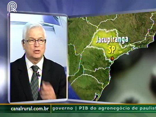 Safra de bananas do Vale do Ribeira tem perda de produtividade e de qualidade de 30%