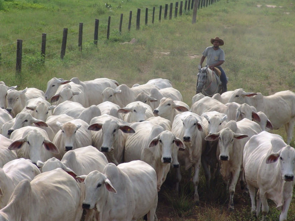 Nelore vacada vacas