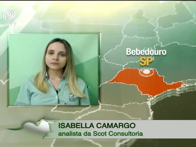 Em um ano, preço do bezerro despenca 20%