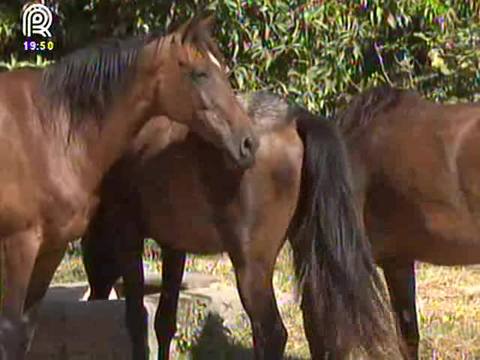 Confira os cuidados com os cavalos no verão