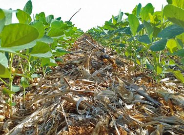 plantação soja no maranhão