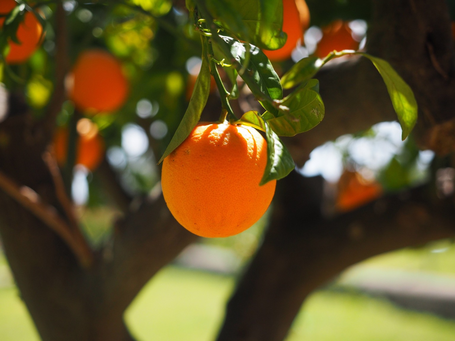 Laranja: proximidade da nova safra pressiona cotações | Canal Rural