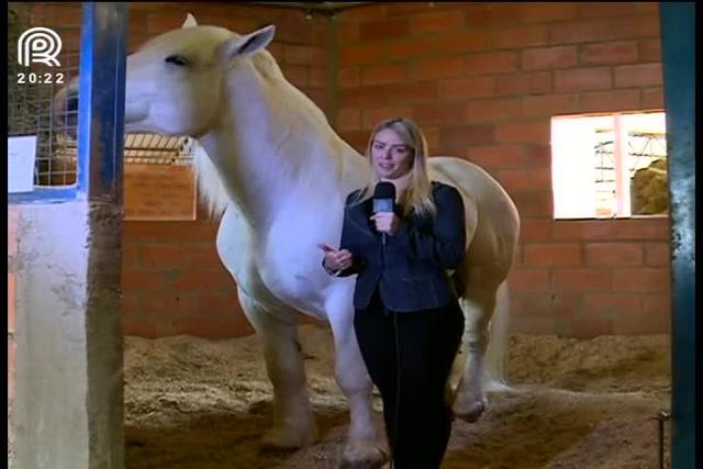 Cavalo percheron se destaca pelo grande porte