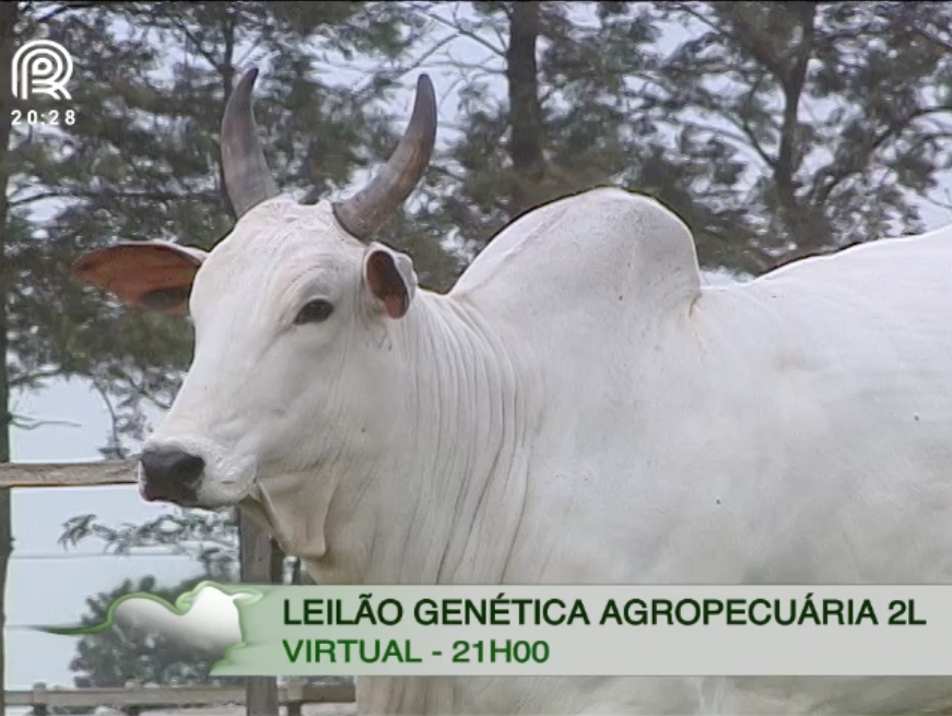 Leilão Virtual Genética Agropecuária 2L oferta 60 lotes de nelore