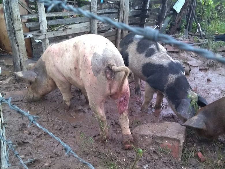 suínos, rompimento do barragem de Quati