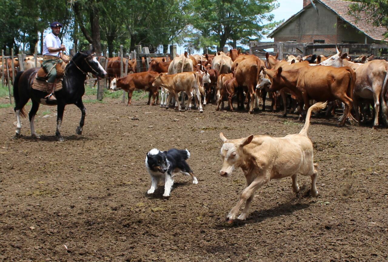 o cão Teimoso na lida com o gado