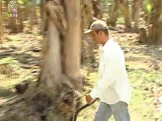 Vale do Ribeira (SP) tem prejuízo de 30% na produção de banana devido à seca