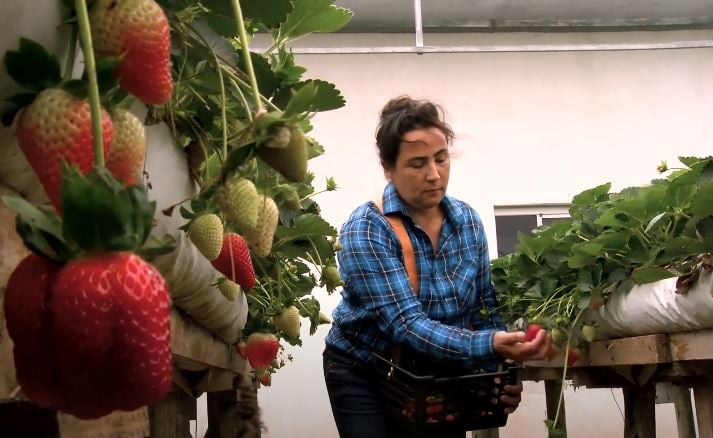 População ocupada no agro bate recorde com mais mulheres e maior nível de instrução