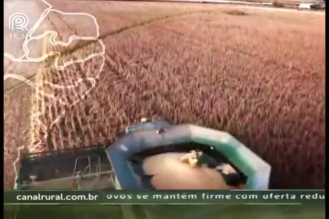 Soja: endividamento preocupa e deve limitar área plantada